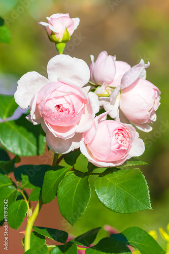 Delicate flowering of the bush perennial rose 