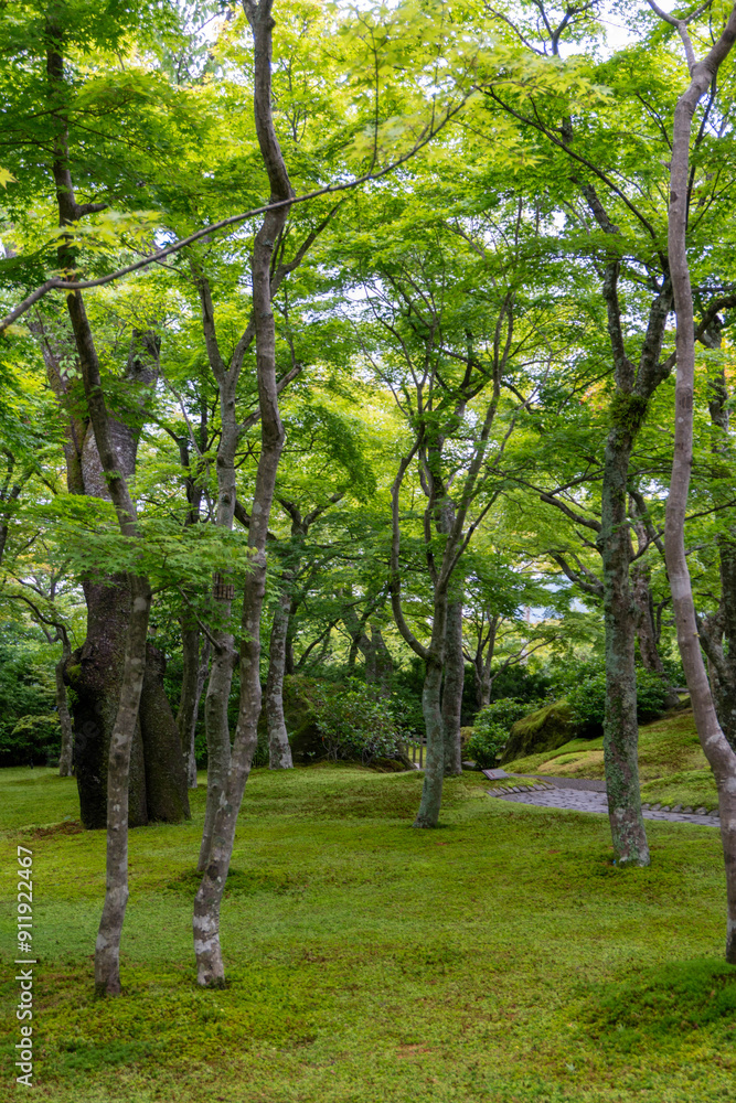 Lush green vegetation, trees, and grounds of a Japanese botanical garden Lush green vegetation, trees, and grounds of a Japanese botanical garden