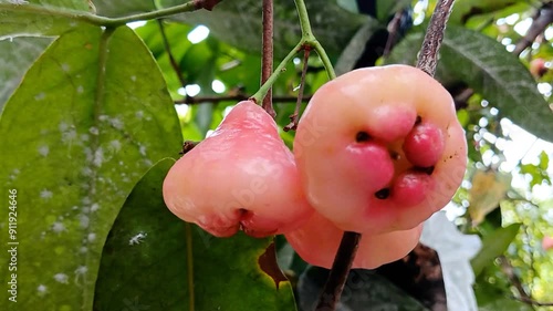 Water apple fruit on the front garden tree. Fruit garden, nature and gardening. photo