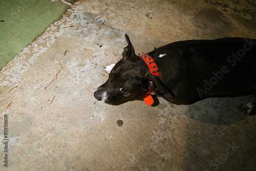 Dog Relaxing On Concrete Floor photo