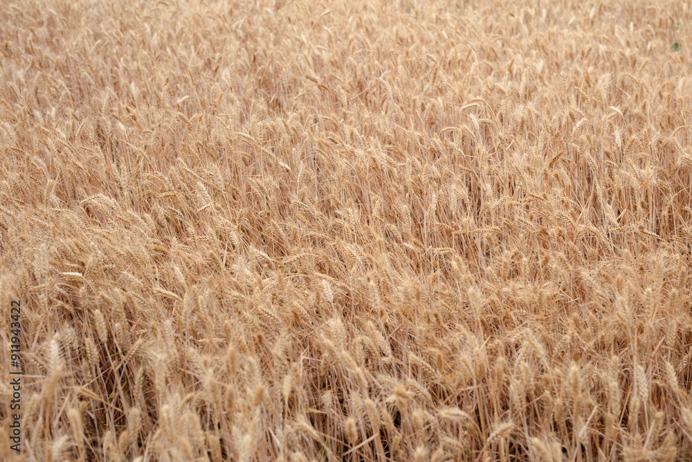 Golden wheat waves are all ripe Golden wheat waves are all ripe