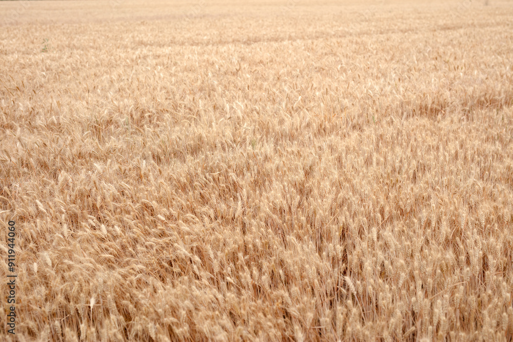 Wheat with full grains is ripe Wheat with full grains is ripe