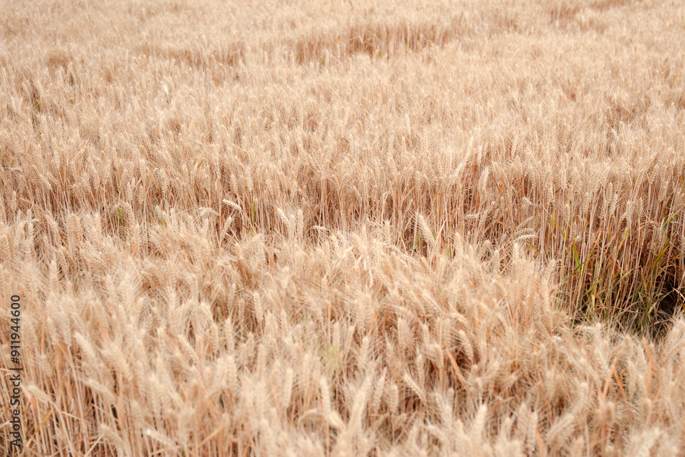 Close-up shot of golden wheat field Close-up shot of golden wheat field