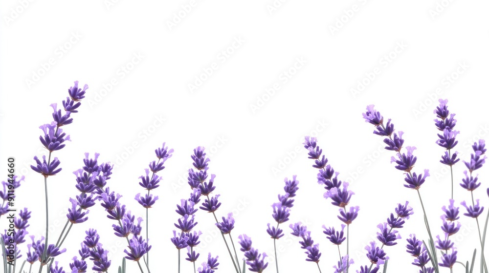 Naklejka premium Lavender Blooms Against a White Background
