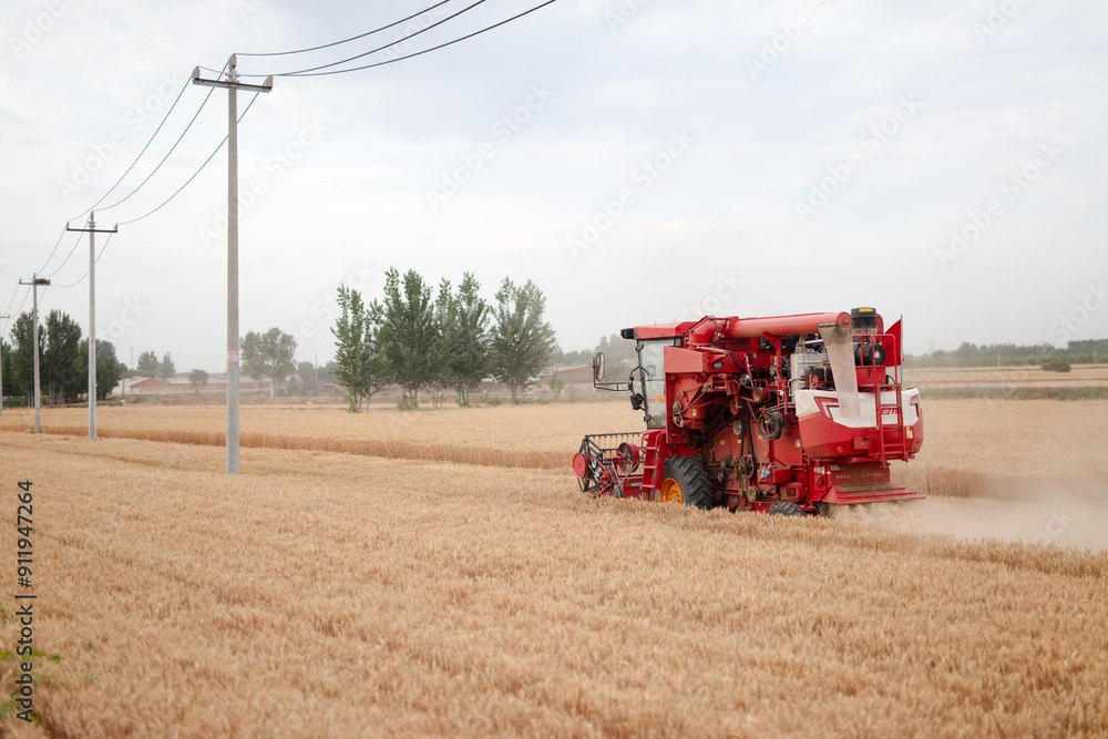 Obraz premium The harvester is harvesting ripe wheat