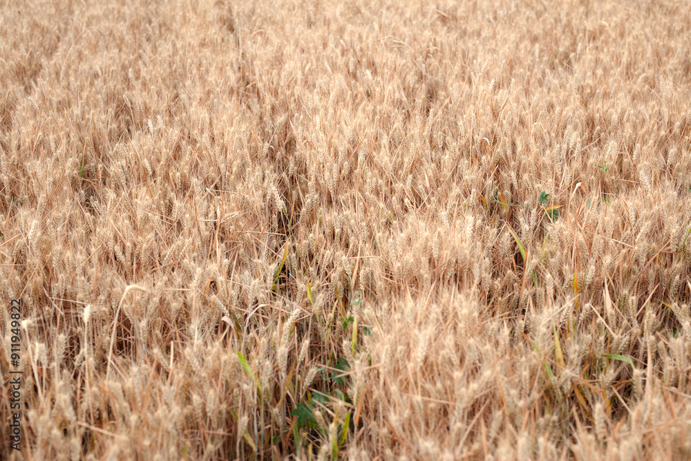Fototapeta premium Golden wheat ripening in farmland