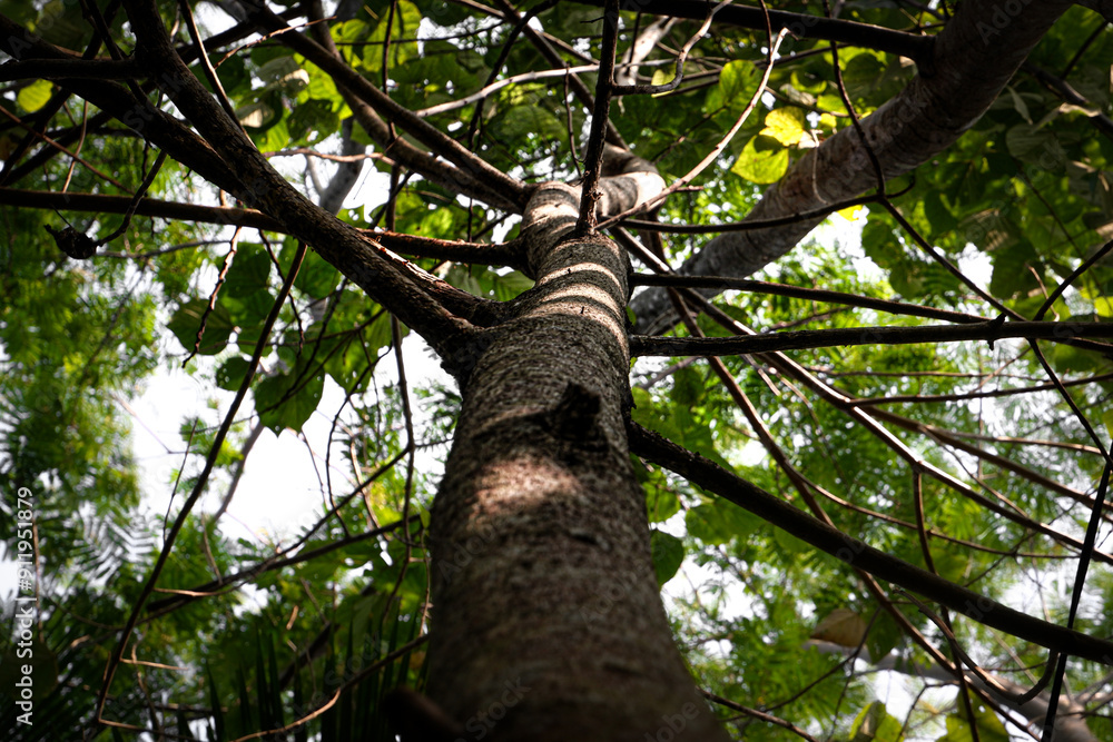 Fototapeta premium a tall tree standing in a forest area