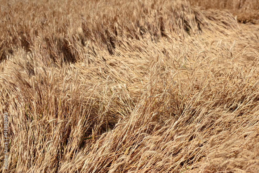 Ripe wheat falls in the farmland Ripe wheat falls in the farmland