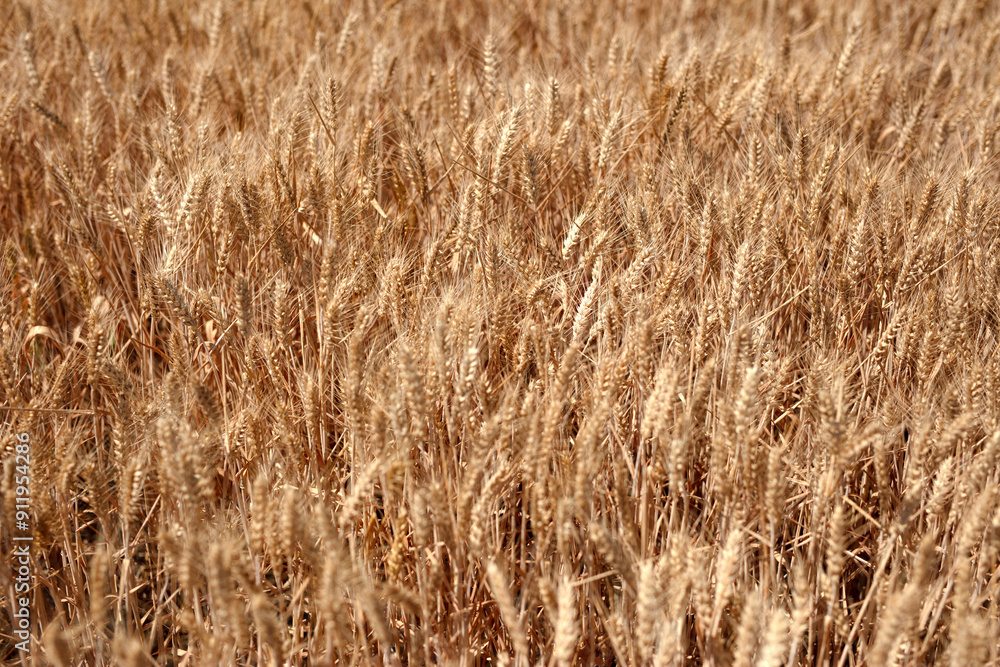 The golden wheat fields are all ripe The golden wheat fields are all ripe