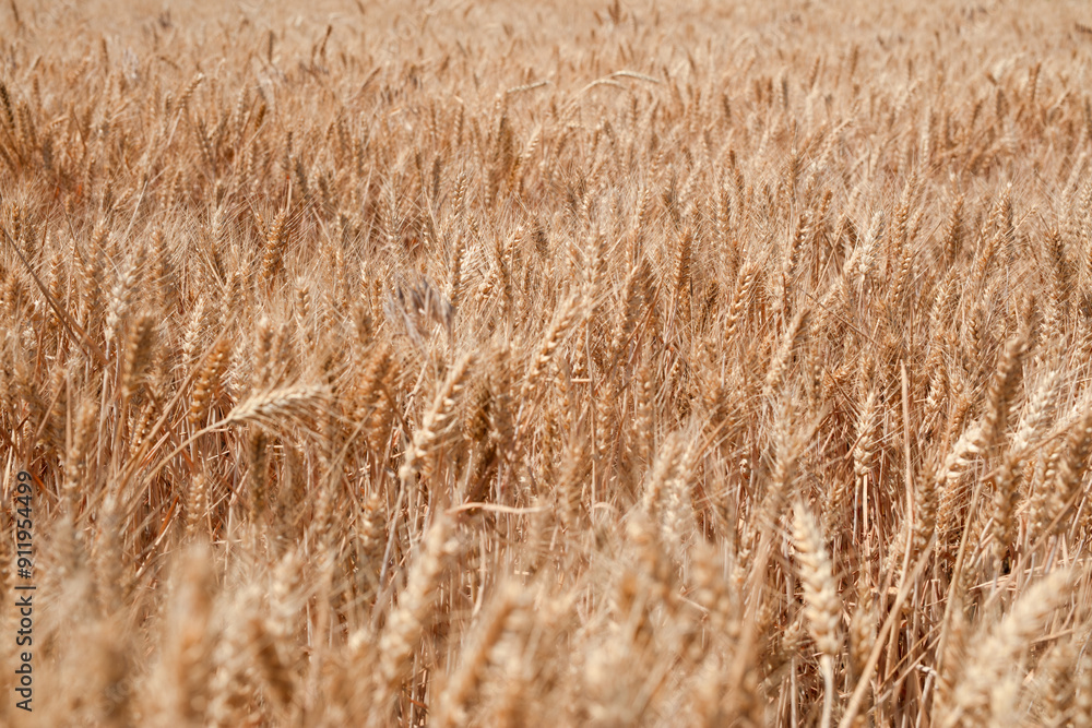 The golden wheat fields are all ripe The golden wheat fields are all ripe