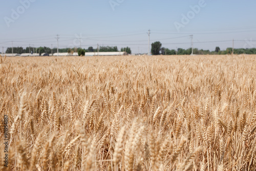 The golden wheat fields are all ripe