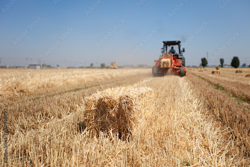 Obraz premium Wheat straw is mechanically baled into bales in a wheat field after harvest