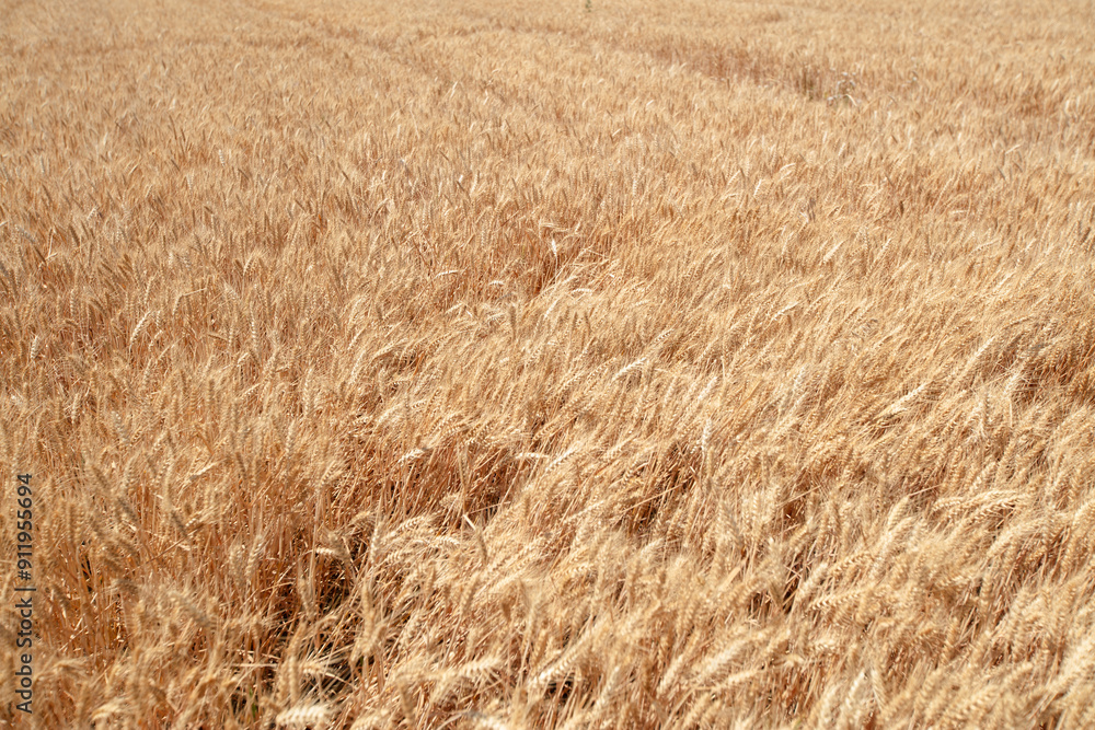 Large areas of ripe wheat in golden color Large areas of ripe wheat in golden color
