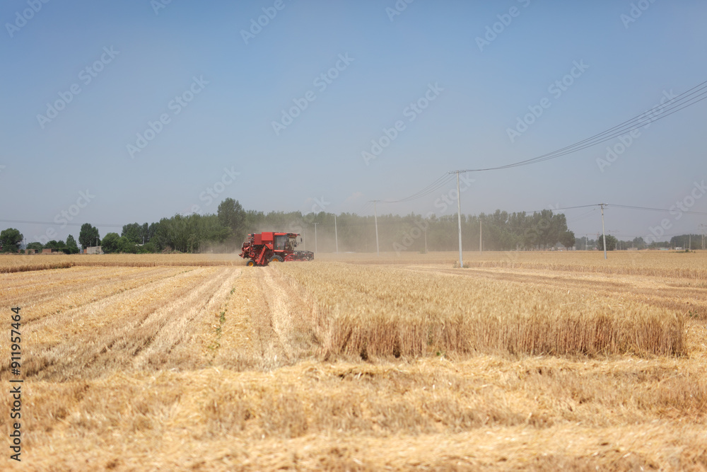Fototapeta premium Busy harvesters harvesting wheat