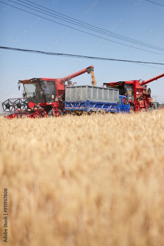 Fototapeta premium The busyness of harvesting wheat fields