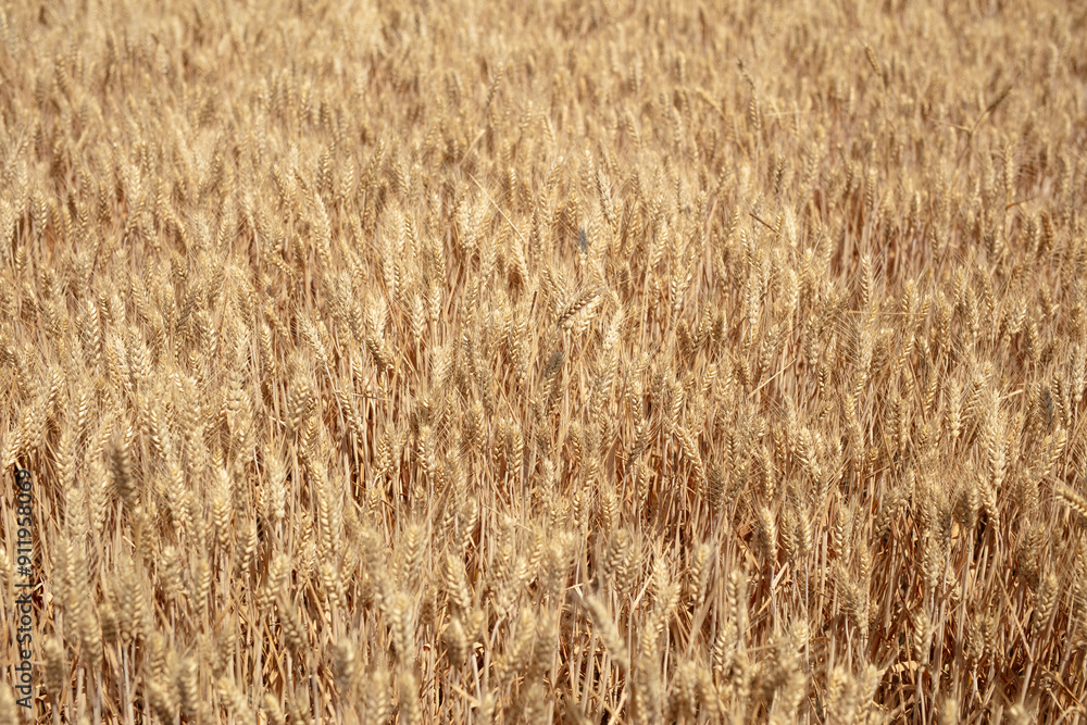 Large area of wheat with full grains, ripening Large area of wheat with full grains, ripening
