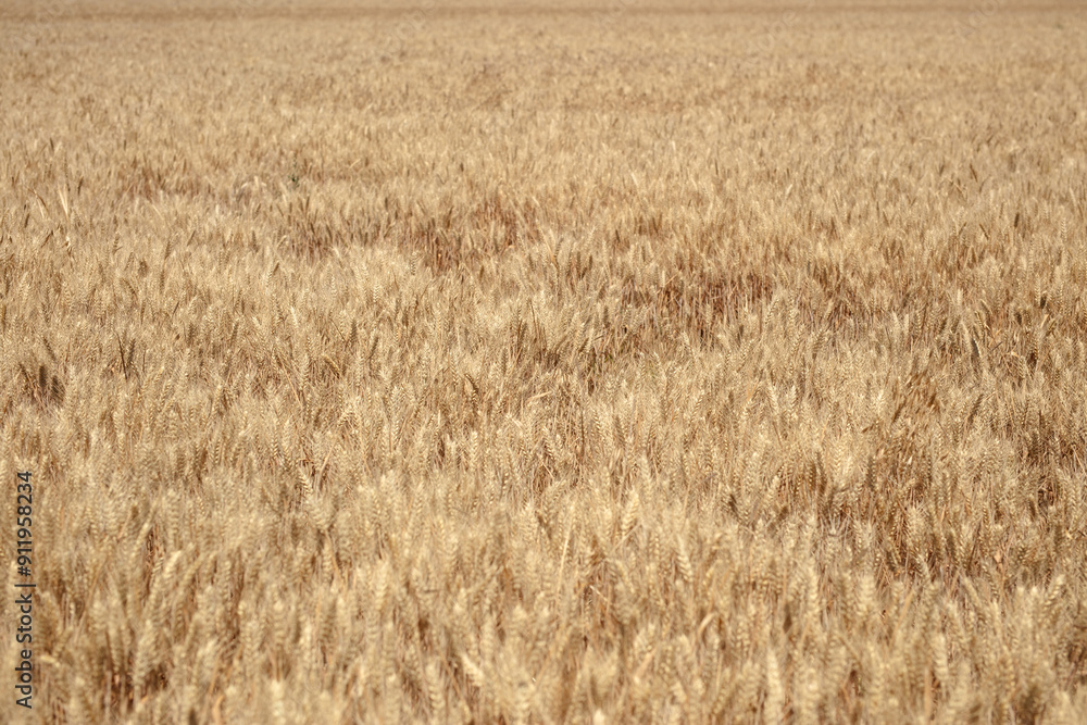 Large area of wheat with full grains, ripening Large area of wheat with full grains, ripening