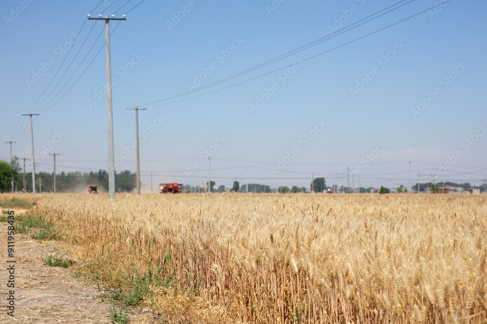 Wheat in the countryside is ripe Wheat in the countryside is ripe