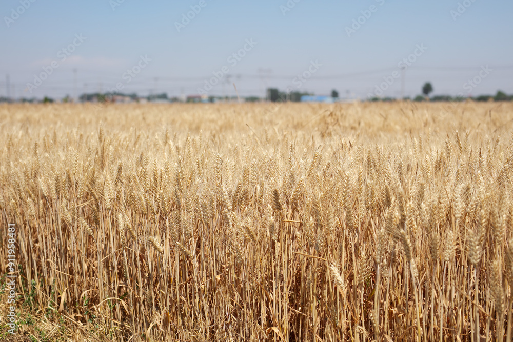 Obraz premium Wheat in the countryside is ripe
