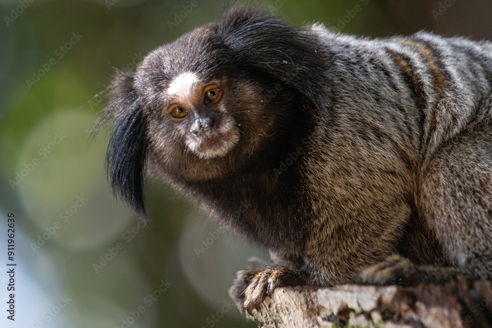 lion tamarin family on the tree lion tamarin family on the tree