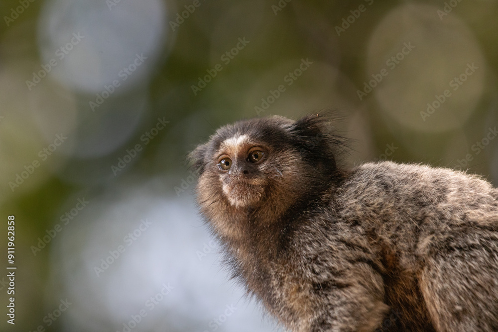 lion tamarin family on the tree lion tamarin family on the tree