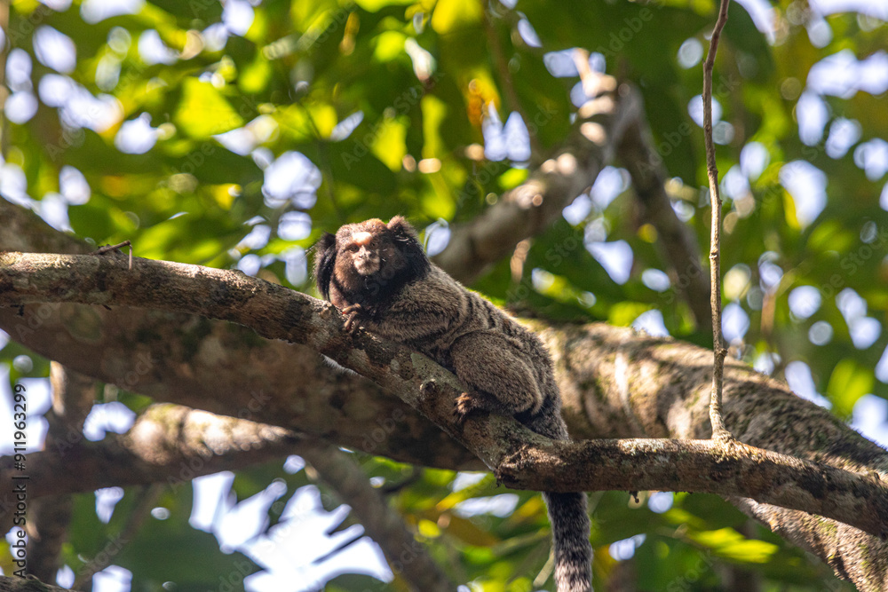 lion tamarin family on the tree lion tamarin family on the tree