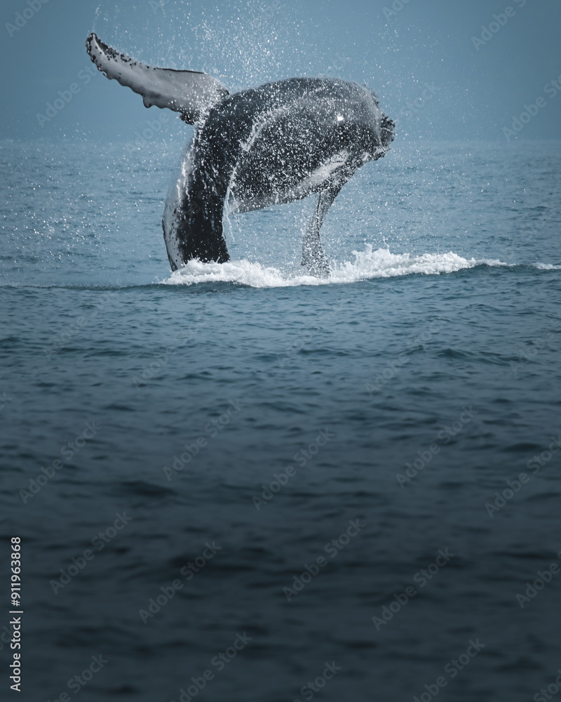 Naklejka premium A humpback whale in Brazil