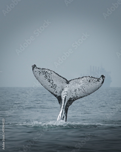 A humpback whale in Brazil