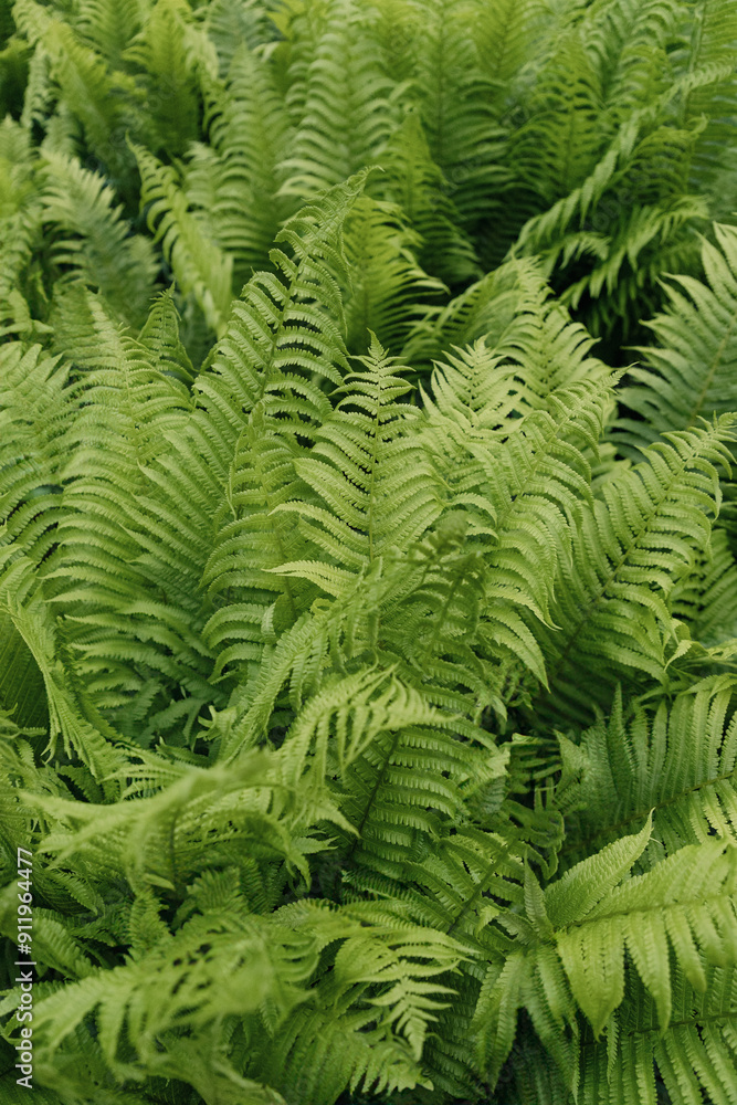 Lush Green Ferns in Forest
Lush Green Ferns in Forest