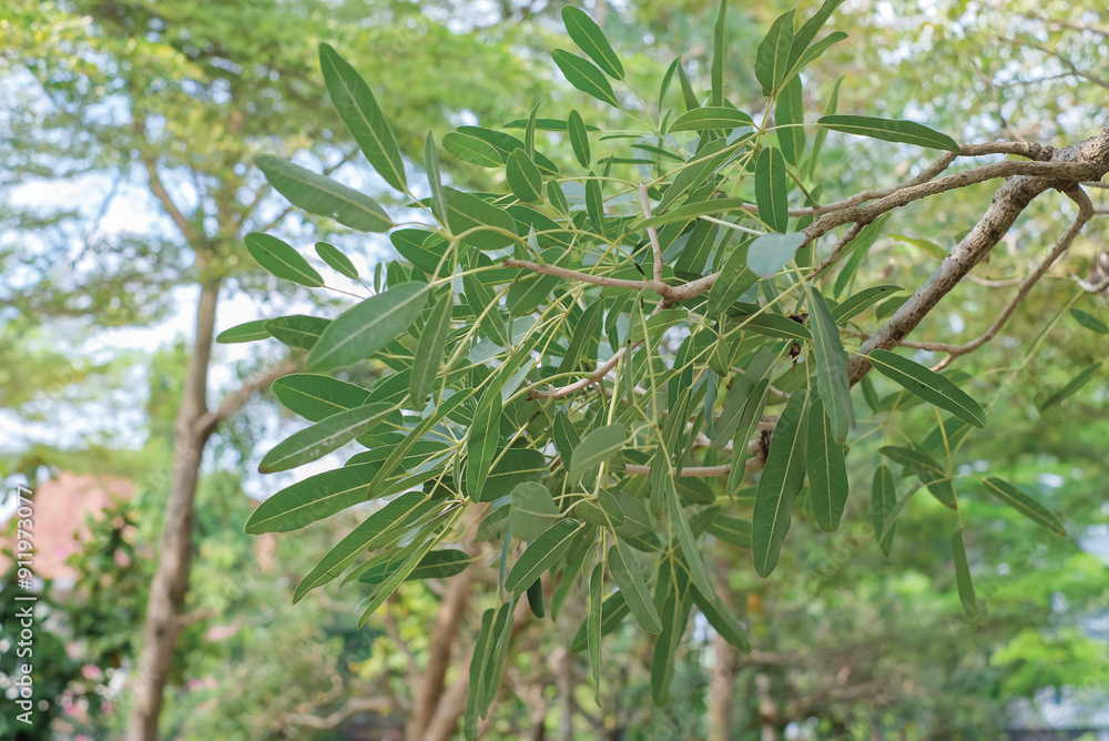 Tabebuya leaves on a tree (Handroanthus chrysotrichus), a type of large tree, native to Brazil Tabebuya leaves on a tree (Handroanthus chrysotrichus), a type of large tree, native to Brazil