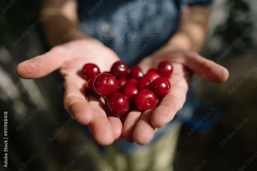 Fresh red cherries in hands Fresh red cherries in hands