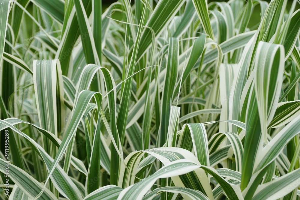 Green and white variegated Giant Reed Grass, also known with scientific name Arundo donax 'Variegata' Green and white variegated Giant Reed Grass, also known with scientific name Arundo donax 'Variegata'
