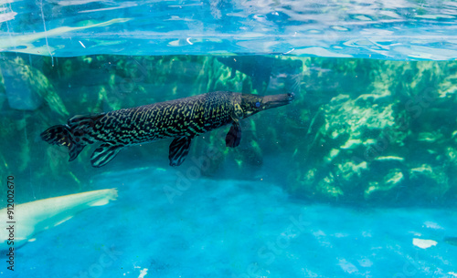 Alligator gar (Atractosteus spatula) swimming in large fish tank. photo