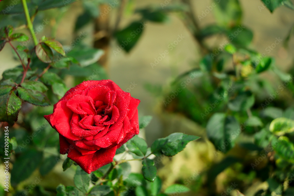 red roses on a background of nature. red roses on a background of nature.
