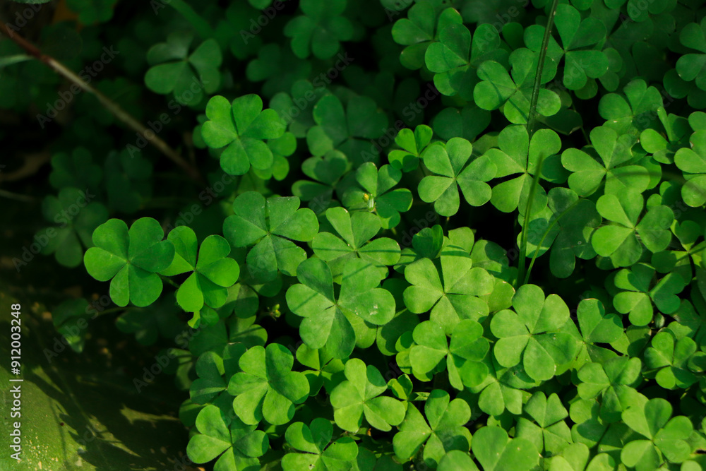Four leaf clover on green shamrock background Four leaf clover on green shamrock background