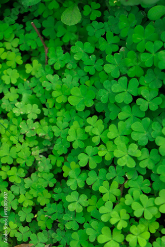 Four leaf clover on green shamrock background