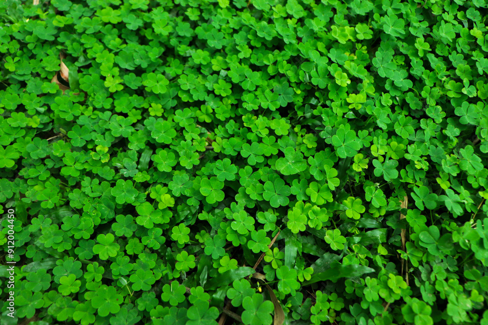four leaf clover on green shamrock background four leaf clover on green shamrock background