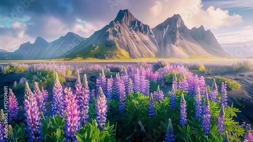 
Blooming lupine flowers on the Stokksnes headland. Colorful summer panorama of the southeastern Icelandic coast with Vestrahorn (Batman Mountain). Iceland, Europe. Artistic style post processed which photo