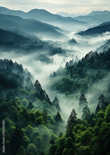 Misty Mountain Forest