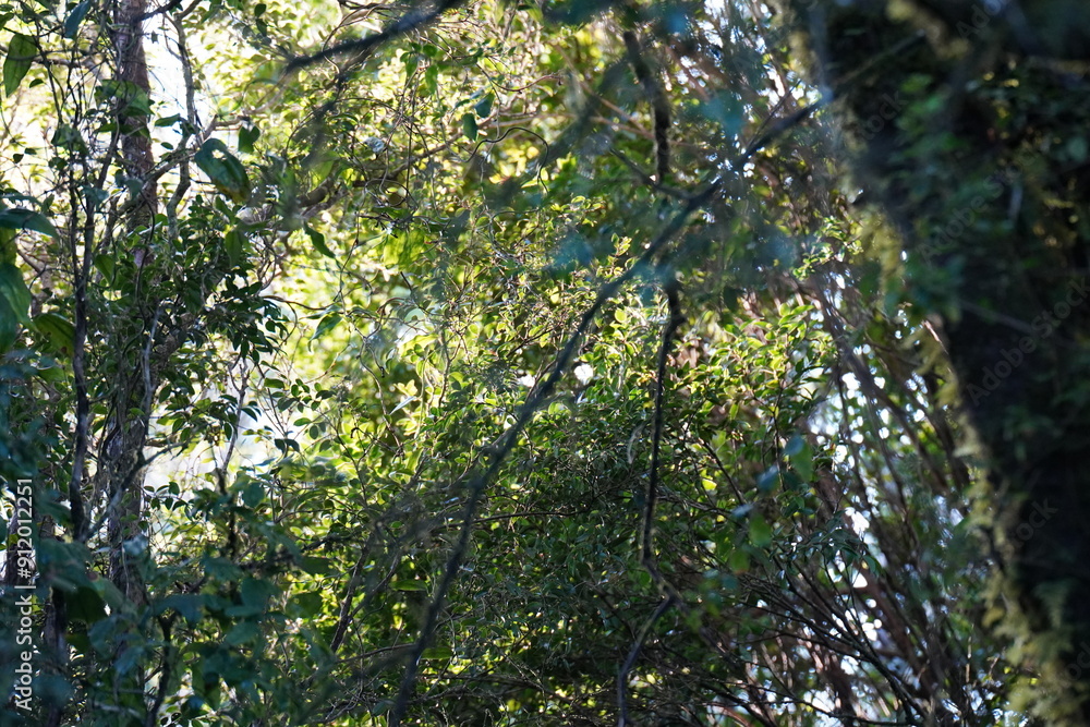tree in the forest tree in the forest