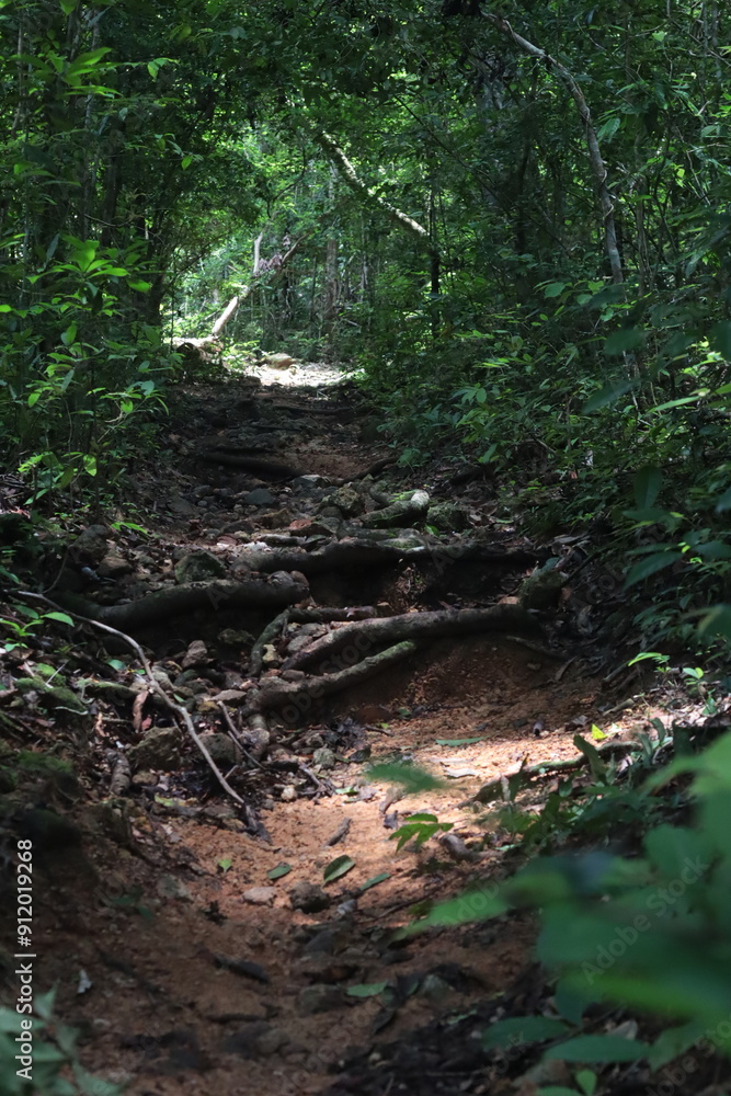 Hiking trails, hiking, moss on the walkway, forest Hiking trails, hiking, moss on the walkway, forest