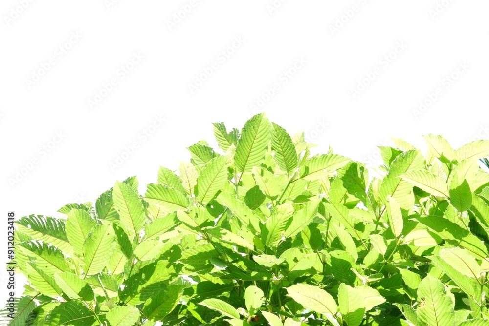 In selective focus Kratom leaves with branches and sunlight on white isolated background with copy space In selective focus Kratom leaves with branches and sunlight on white isolated background with copy space
