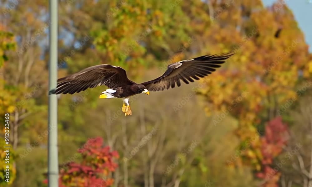 A Steller's Sea Eagle Soaring Through an Autumnal Forest A Steller's Sea Eagle Soaring Through an Autumnal Forest