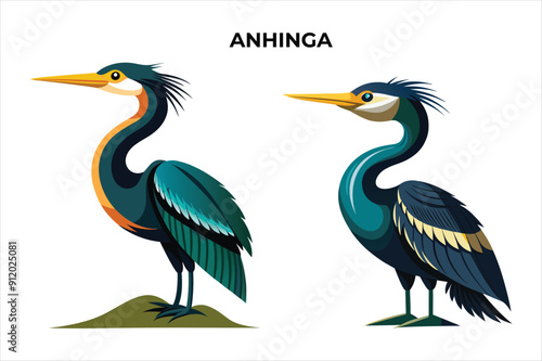 Beautiful Anhinga bird on white background vector illustration 