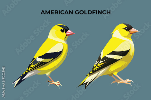 Beautiful American Goldfinch bird on white background vector illustration 