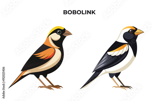 Beautiful Bobolink bird on white background vector illustration 