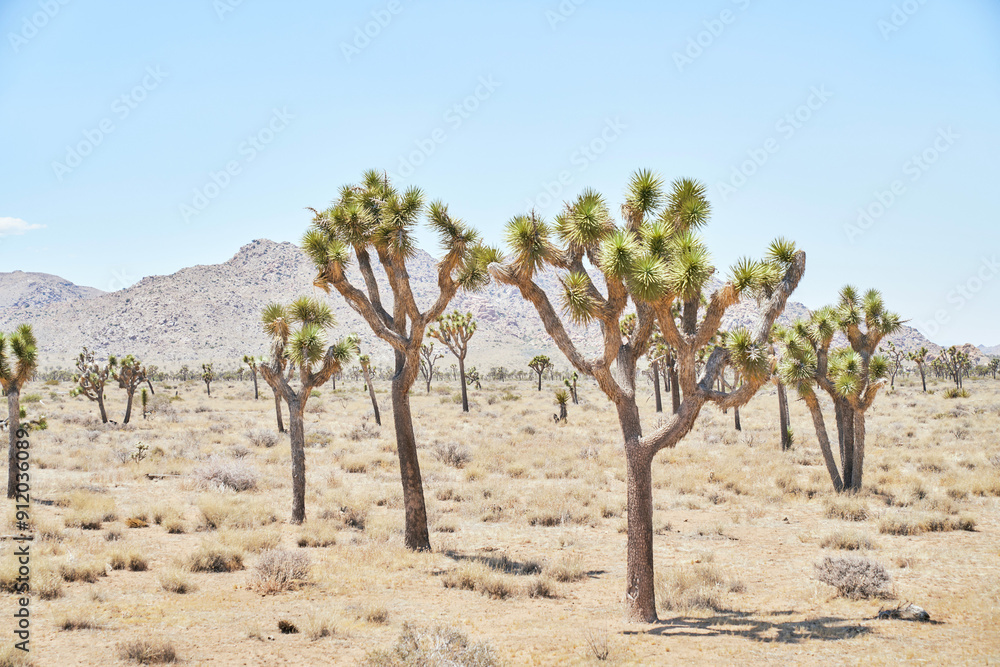 Joshua tree national park Joshua tree national park