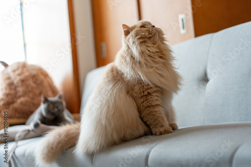 Foto A British Longhair cat and a British Shorthair cat, both intently focused on a c