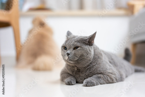 British Shorthair cats resting on indoor floor, chubby cat with a mischievous expression