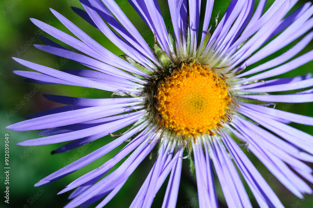 Obraz premium Macro of tatarian daisy in sunshine
